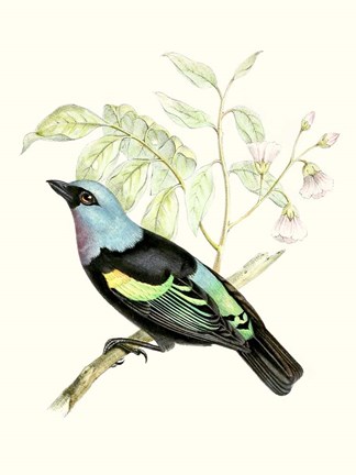 Framed On Perch X Print