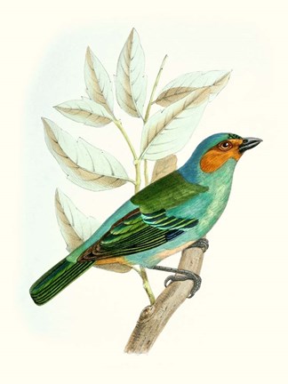 Framed On Perch XI Print