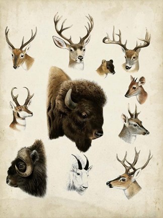 Framed Western Animal Species I Print