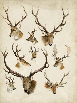 Framed Western Animal Species II Print