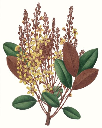 Framed Fall Foliage II Print