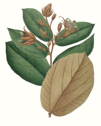 Framed Fall Foliage III Print