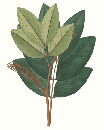 Framed Fall Foliage IV Print