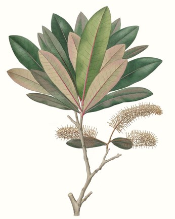 Framed Fall Foliage VI Print