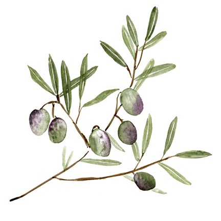 Framed Olive Branch II Print