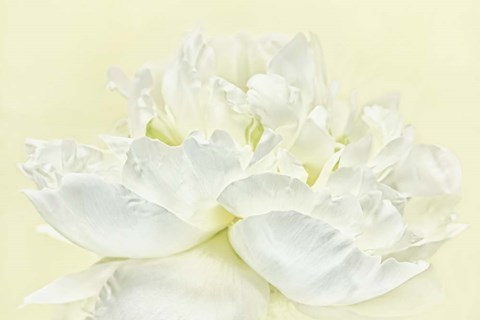 Framed Soft White Peony Print