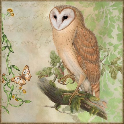 Framed Barn Owl Print