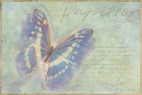 Framed Papillon Butterfly Morpho cypris Print