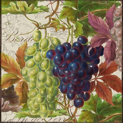 Framed Vintage Fruits III Grapes Print