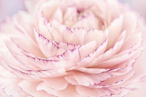 Framed Edged Ranuncullus Print