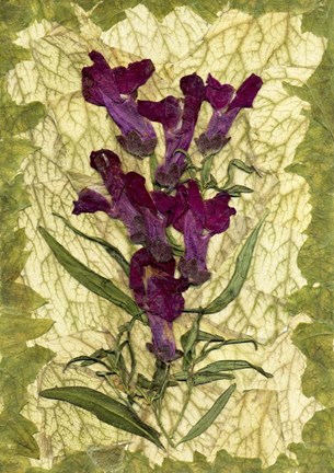 Framed Flower Fantasy 19 Print