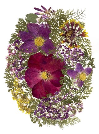 Framed Dried Flowers 13 Print