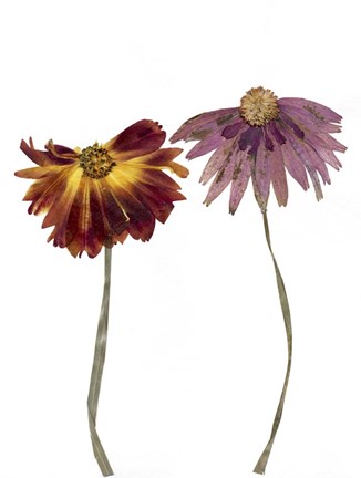 Framed Dried Flowers 16 Print