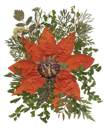 Framed Dried Flowers 17 Print