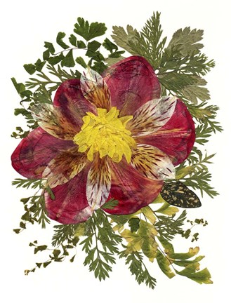 Framed Dried Flowers 18 Print