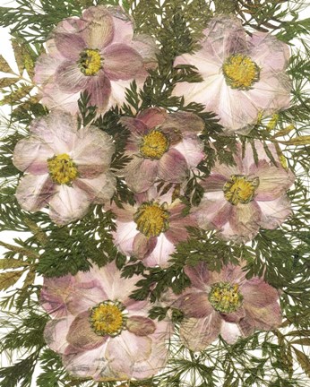 Framed Dried Flowers 32 Print