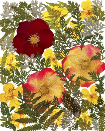 Framed Dried Flowers 38 Print