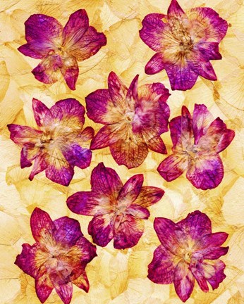 Framed Dried Flowers 44 Print