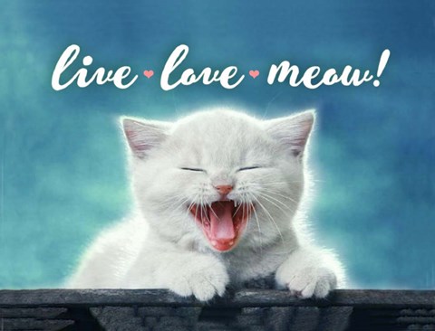 Framed Live Love Meow Print