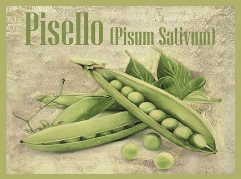 Framed Pisello Pisum Sativum Print