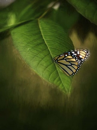 Framed Butterfly Leaf Print