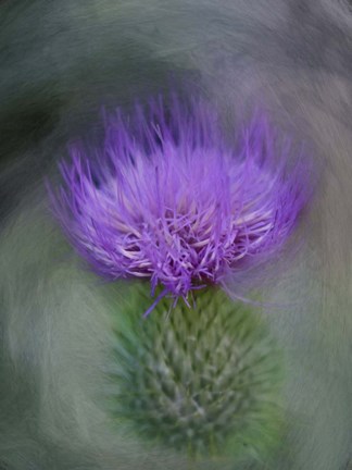 Framed Thistle Print