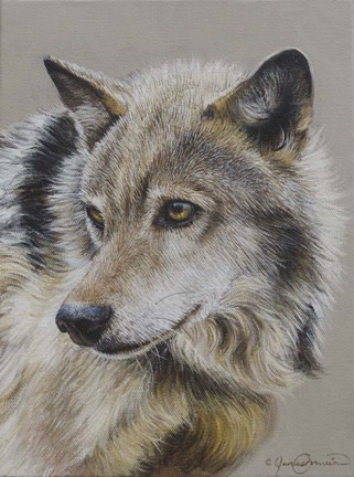 Framed Portrait of a Wolf Print