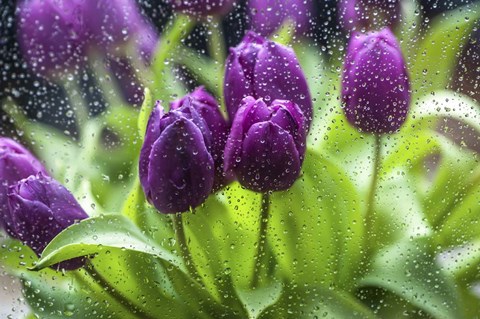Framed Purple Tulips in Rain Print