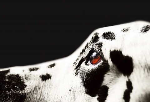 Framed Amber Eye of Dalmatian Dog Print