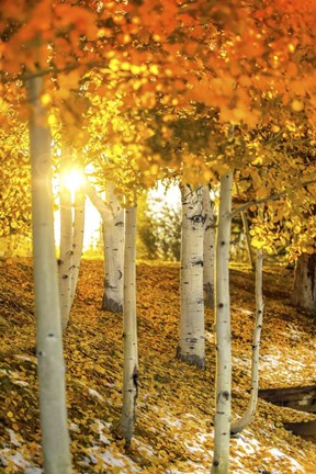 Framed Aspen Glow Print