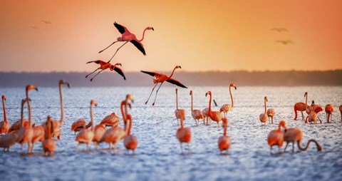 Framed Flamingo Flight Print