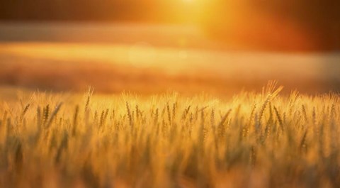 Framed Golden Wheat Print
