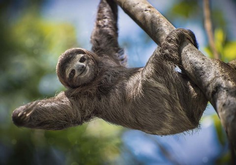 Framed Just Hanging Around Print