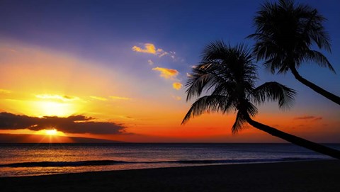Framed Palm Trees Sunset Print
