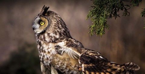 Framed Take Flight Print