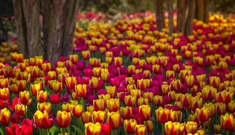 Framed Tulip Sea Print