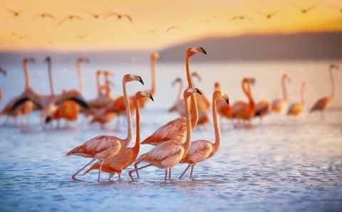 Framed Wading Flamingos Print