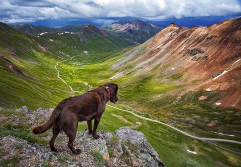 Framed Dog On An Adventure Print