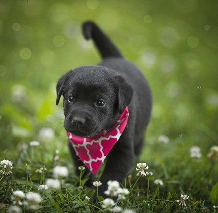 Framed Black Lab Pup 3 Print