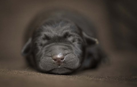 Framed Black Lab Pup Newborn Print