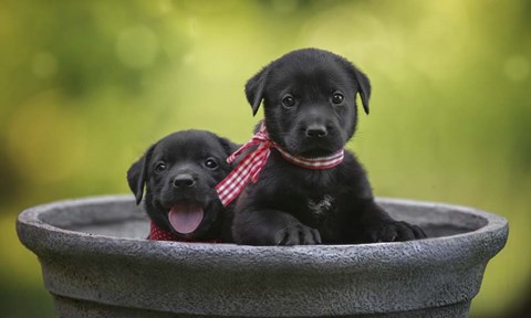 Framed Black Lab Pups 9 Print
