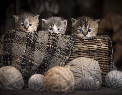Framed Kittens In A Basket Print
