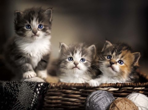 Framed Three Kittens Print
