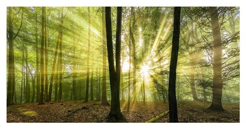 Framed Nebelstimmung mit Sonne im Wald Print