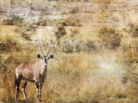 Framed Golden Savanna Antelope Print