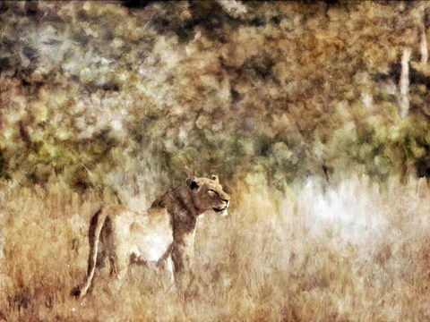 Framed Golden Savanna Lioness Print