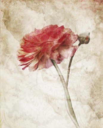 Framed Striking Scarlet Blossom Print