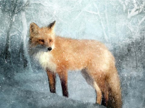 Framed Winter Fox in Falling Snow Print