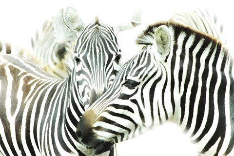 Framed Between The Lines Print