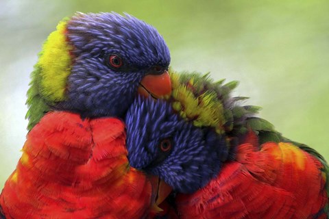 Framed Color Shout Print